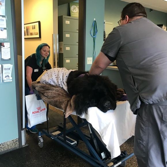 CrAzy Dog Lady! 🐶💖🐾 - Picture 6 of 16